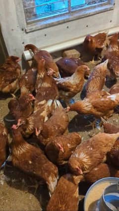 lohman brown hens | lohman brown egg | eggs available unlimted stock