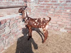 shera bakra for sale