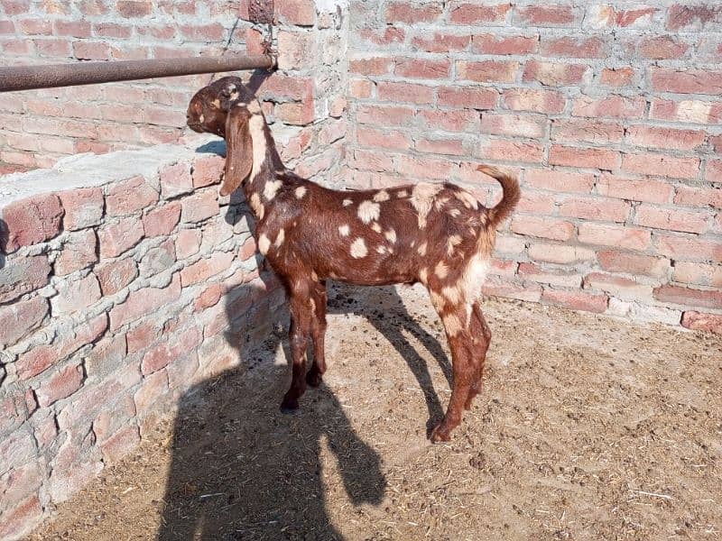 shera bakra for sale 0