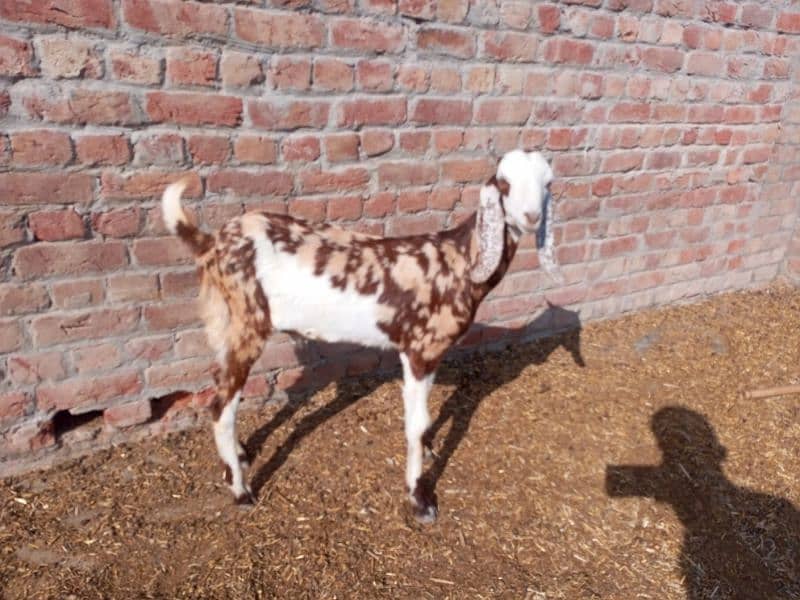 shera bakra for sale 1