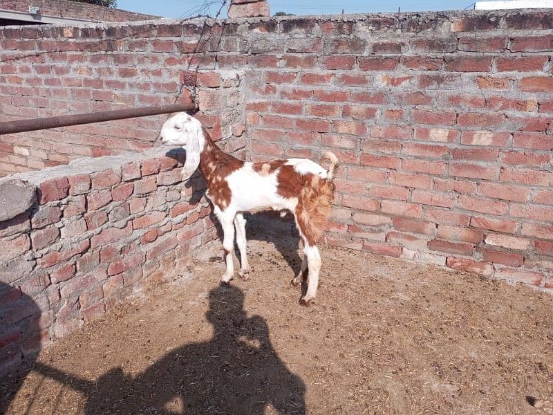 shera bakra for sale 2