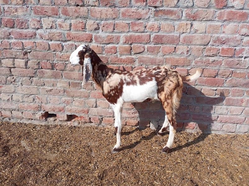 shera bakra for sale 3