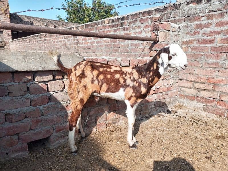 shera bakra for sale 4