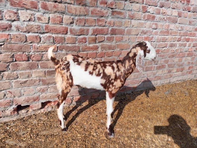 shera bakra for sale 5