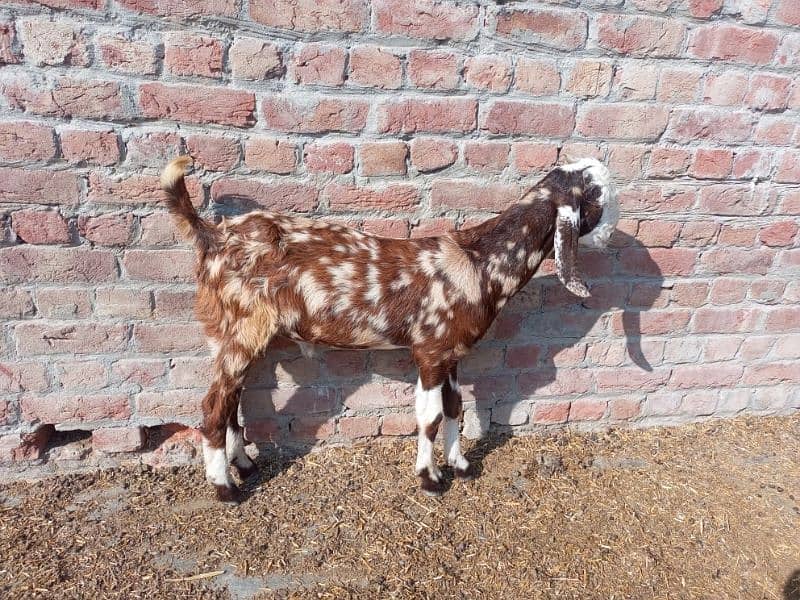 shera bakra for sale 6