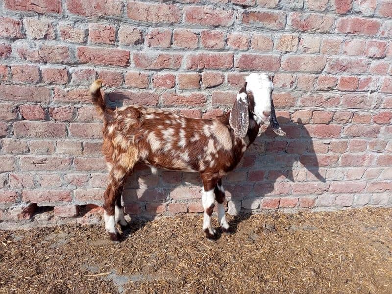 shera bakra for sale 7