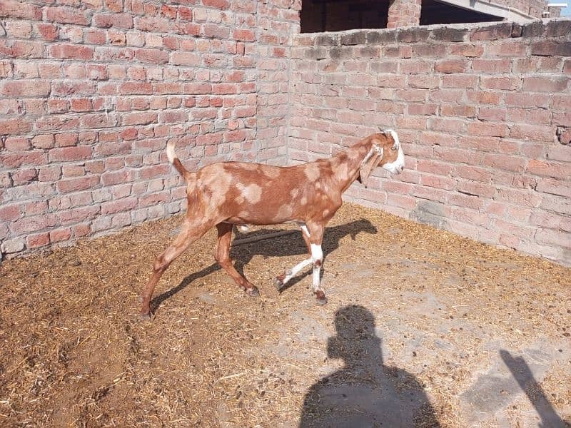 shera bakra for sale 8