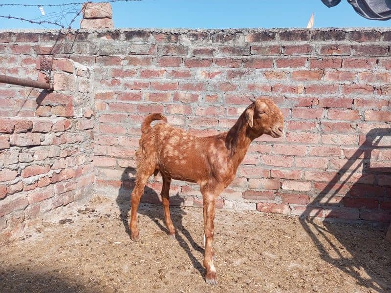 shera bakra for sale 10