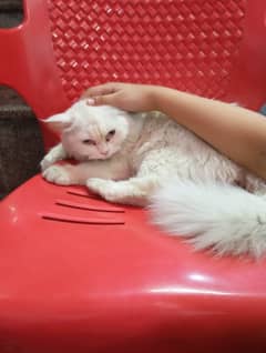 Friendly Persian Cat 0