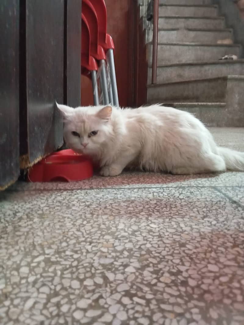 Friendly Persian Cat 1