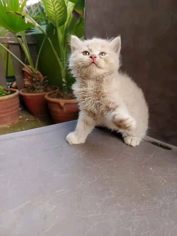 PERSIAN KITTEN FOR SALE ONLY CONTACT WHATUP 03201711036 0