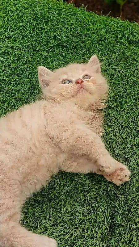 PERSIAN KITTEN FOR SALE ONLY CONTACT WHATUP 03201711036 1