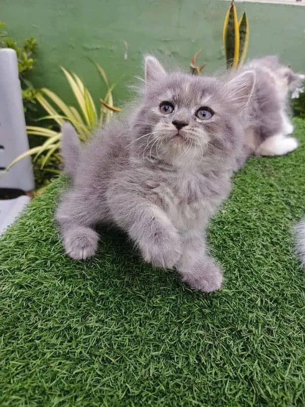 PERSIAN KITTEN FOR SALE ONLY CONTACT WHATUP 03201711036 2