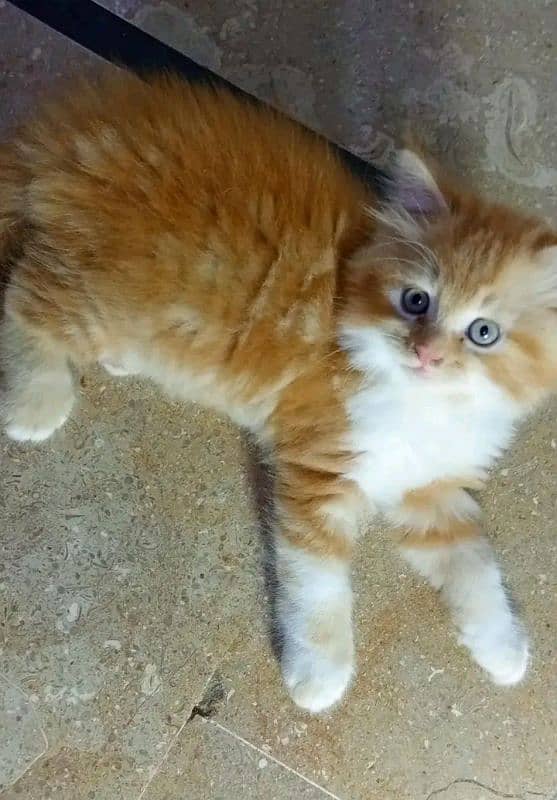 PERSIAN KITTEN FOR SALE ONLY CONTACT WHATUP 03201711036 4