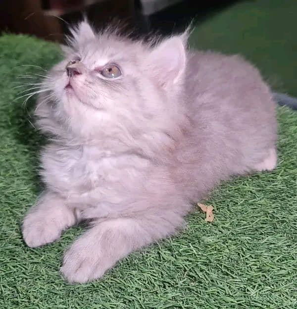 PERSIAN KITTEN FOR SALE ONLY CONTACT WHATUP 03201711036 6