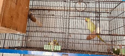 Ringneck breeder pair sell 0