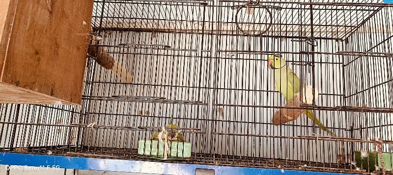 Ringneck breeder pair sell 0