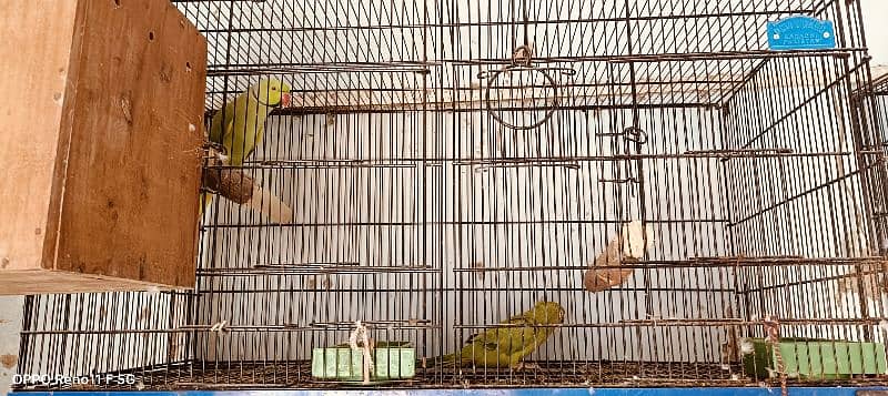 Ringneck breeder pair sell 3