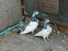 pigeons