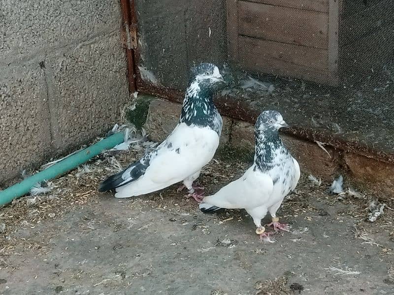 pigeons 0