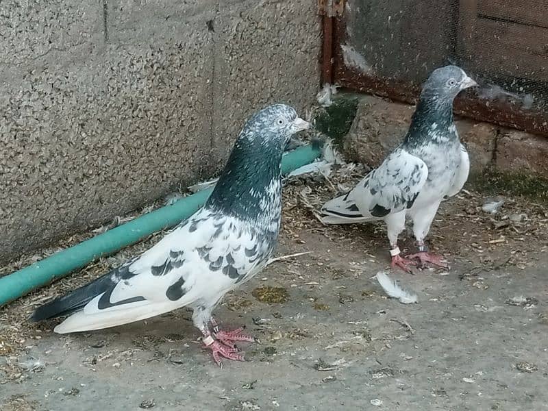 pigeons 2