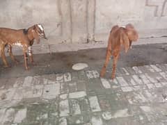 2 male goat