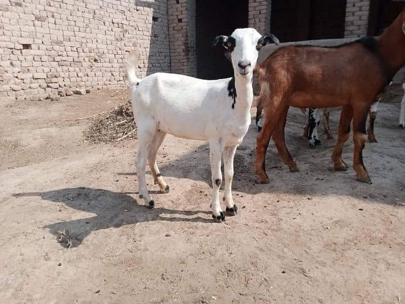 Ghar rakhny KY liyay bajriyan jisy chahiyay rabta kry 8