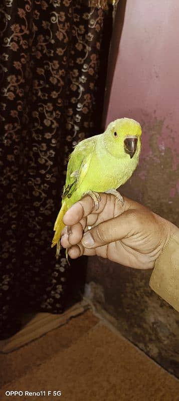 Ringneck breeder pair sell 4