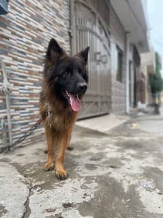 German shepherd long hair male 0