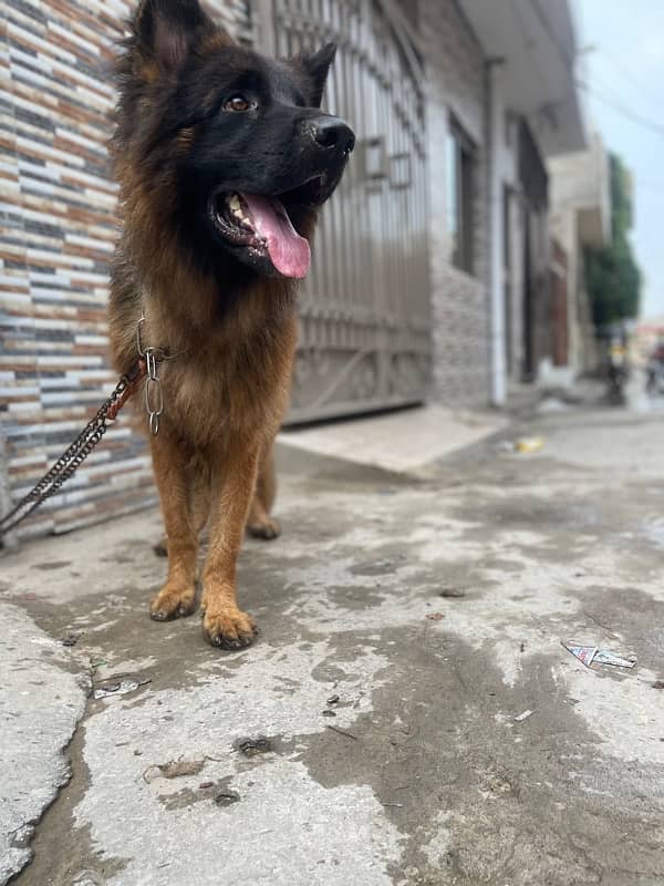 German shepherd long hair male 1