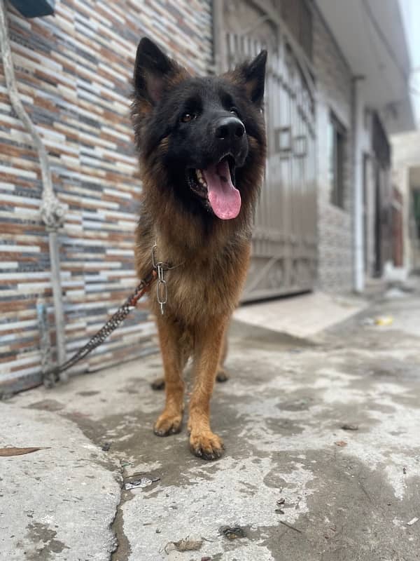 German shepherd long hair male 2