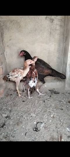 Aseel Chick's & Hen's (Mother) For sale 0