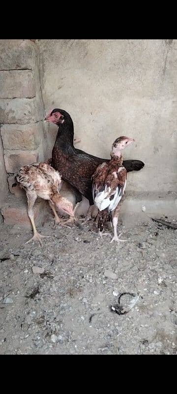 Aseel Chick's & Hen's (Mother) For sale 1