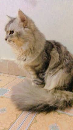 persian cat male and female both