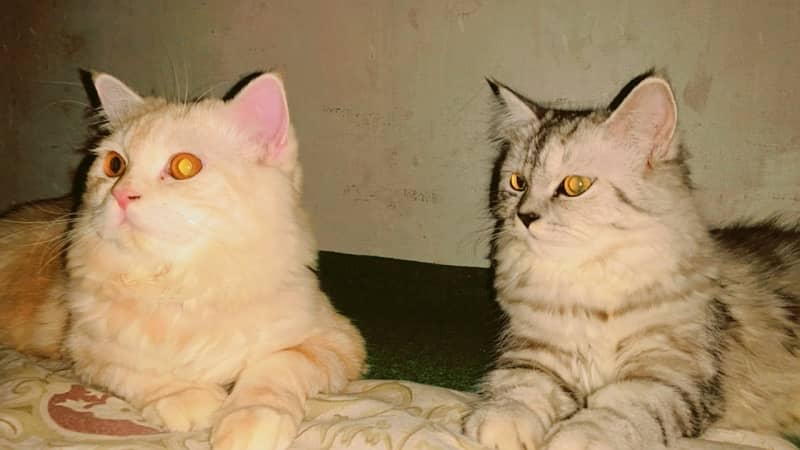 persian cat male and female both 1