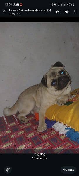 beautiful pug for sale 1