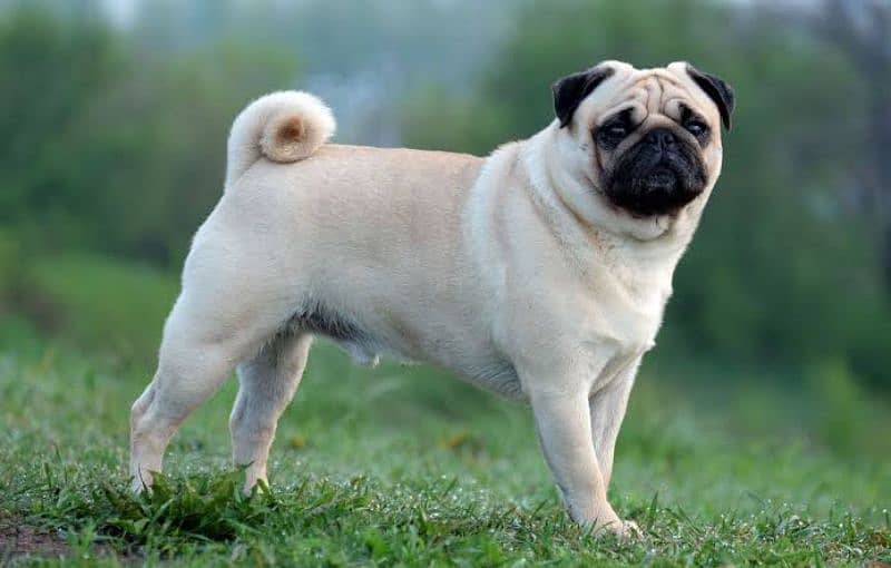 beautiful pug for sale 2