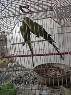 female ringneck breeder