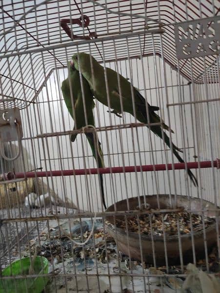 female ringneck breeder 0