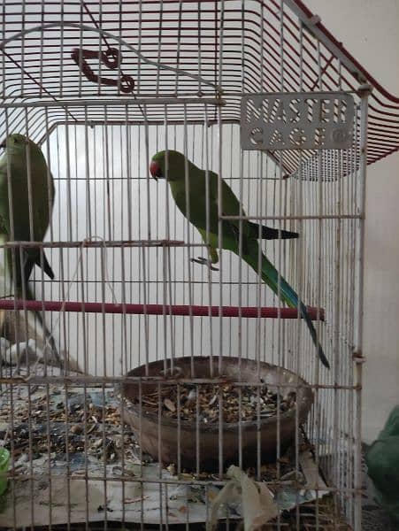 female ringneck breeder 2