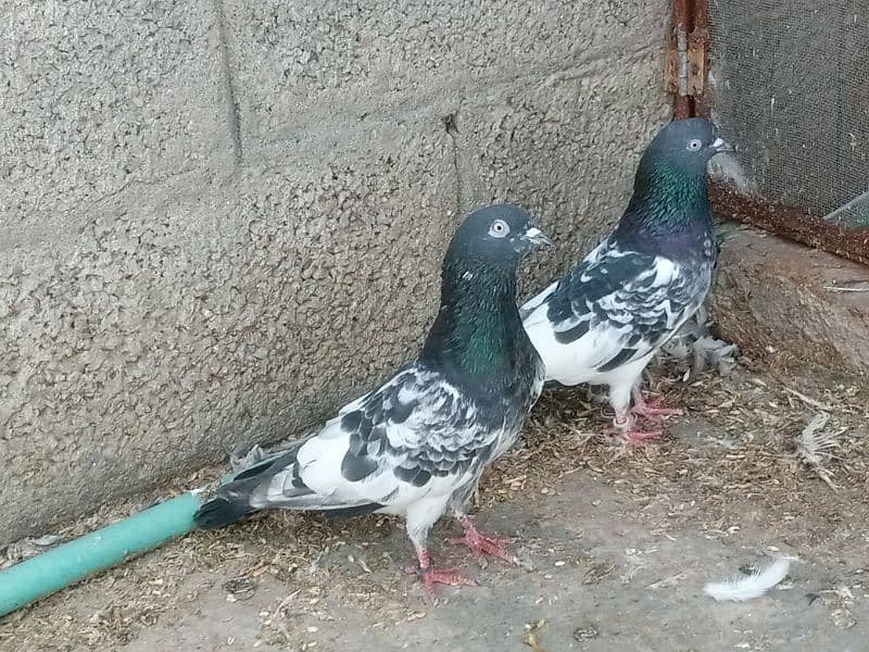 pigeons 3