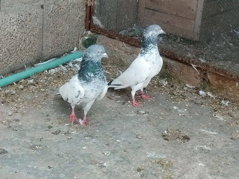 pigeons 4