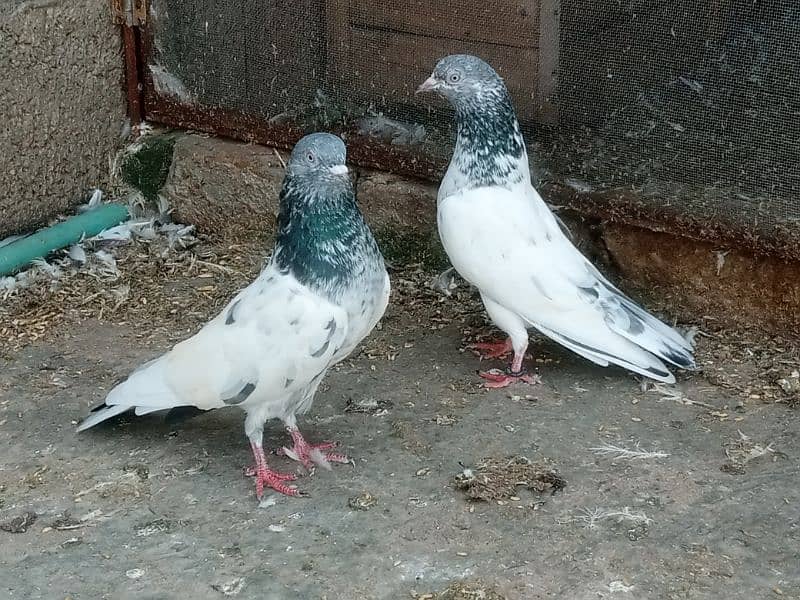 pigeons 5