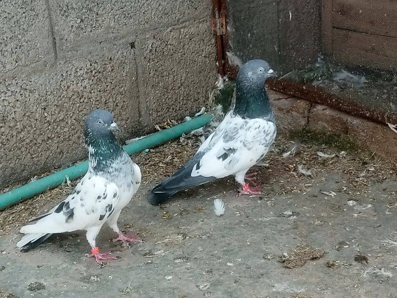 pigeons 6