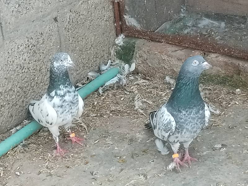 pigeons 7