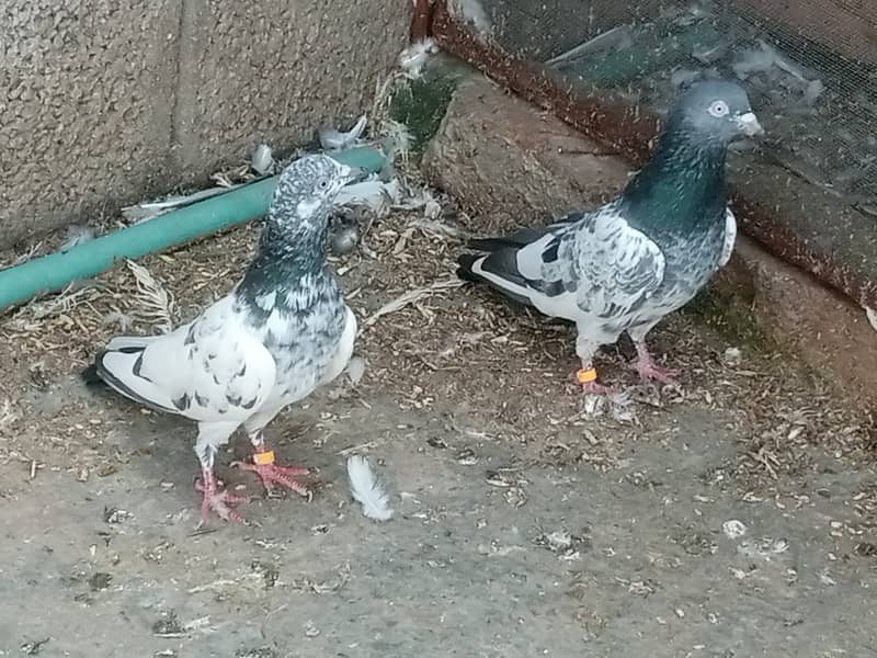 pigeons 8