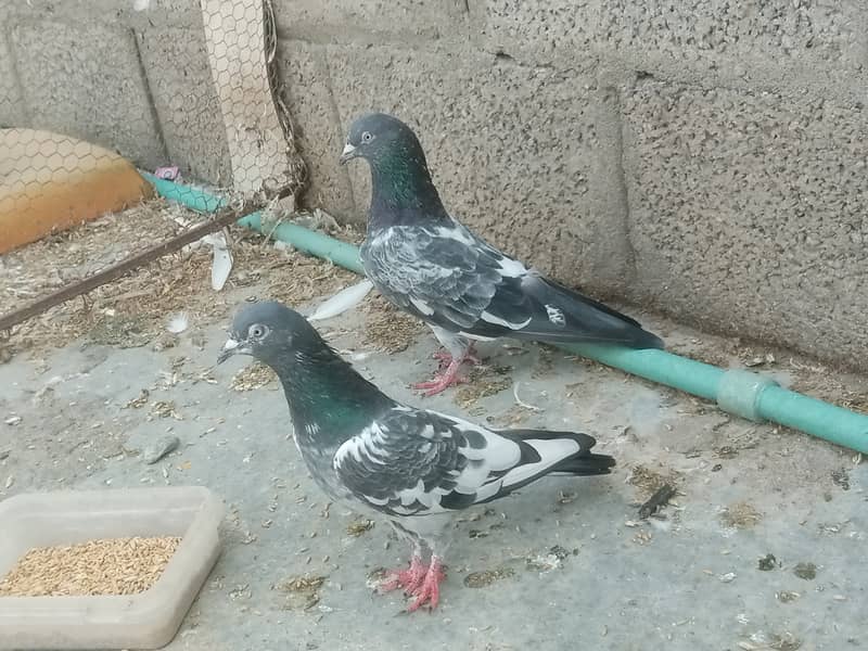 pigeons 9