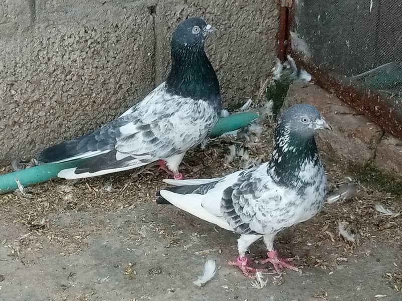 pigeons 10