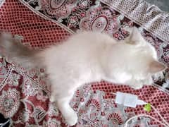 Persian triple coat male kitten 0