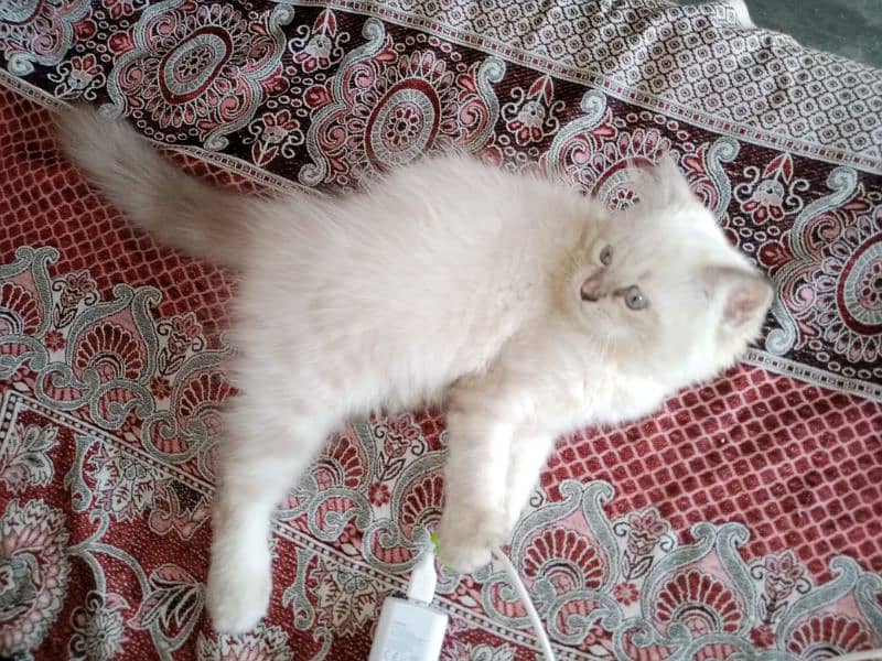 Persian triple coat male kitten 1